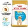 Royal Canin Alimento para Cachorro Labrador Retriever 13.6 kg